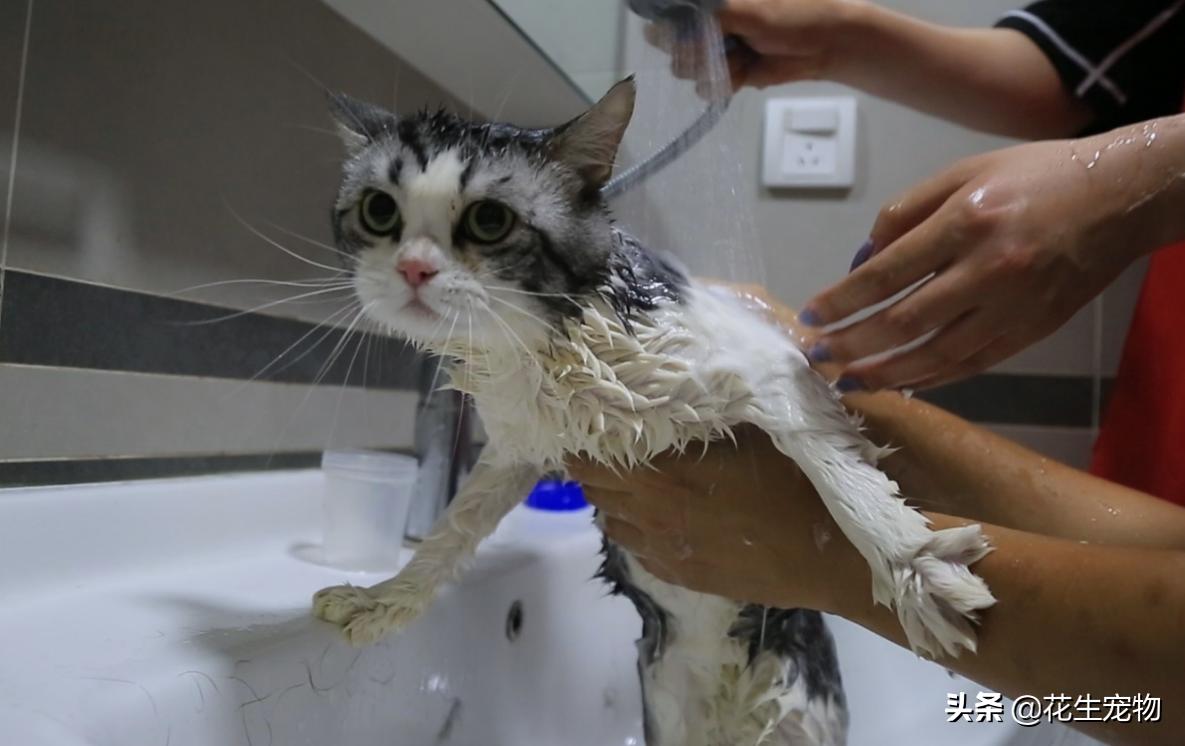 新手铲屎官怎么给猫咪药浴,铲屎官们怎么给猫狗洗澡
