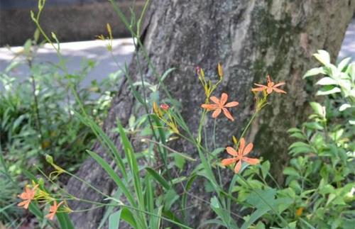 若是在农田里遇见这种“羊奶瓜”，请保护起来，因为它珍贵、值钱