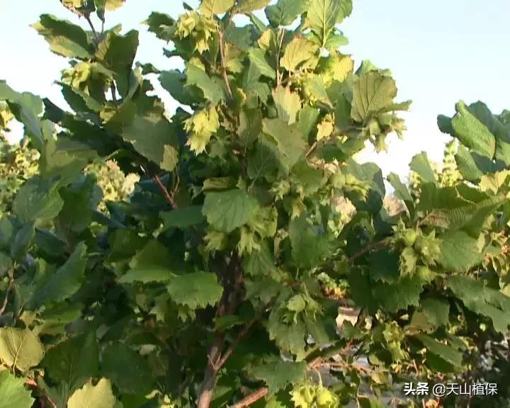 九十一团：发展榛子种植，职工增收信心足