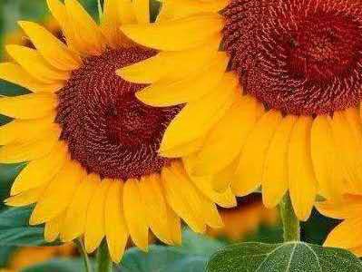 向日葵栽培技术ppt,向日葵种植技术是什么