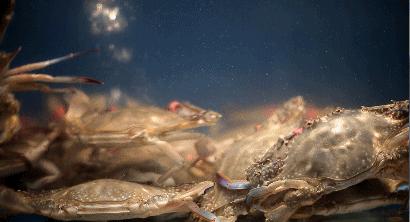 北方的美食,北方的好吃东西