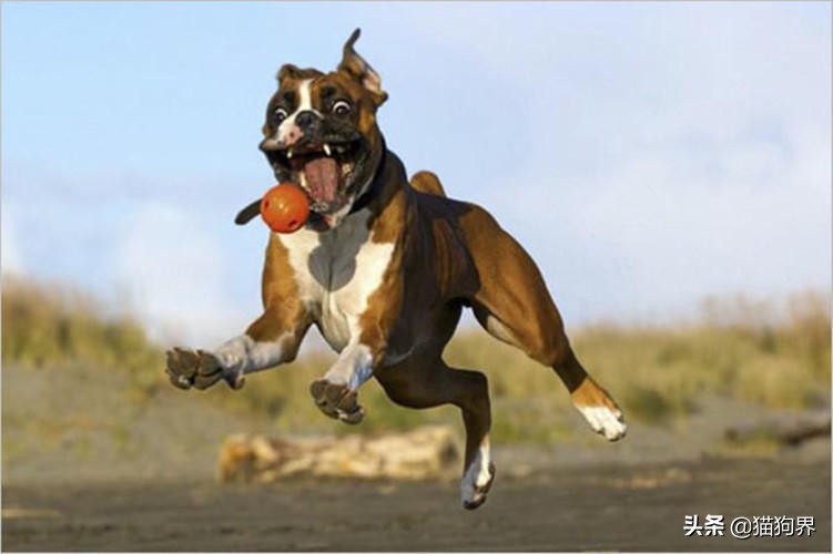 狗狗得肠胃炎死亡几率多大,狗狗肠胃炎反复呕吐怎么办