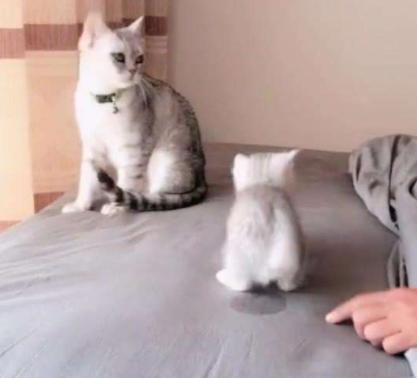 猫咪尿尿是报复行为吗,猫咪报复性乱拉屎纠正