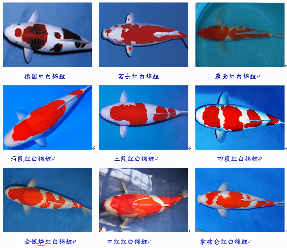 锦鲤鱼怎么养放盐吗,锦鲤用盐浓度