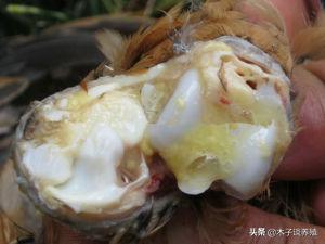 蛋鸡支原体和滑液囊支原体,滑液囊支原体在鸡什么部位注射