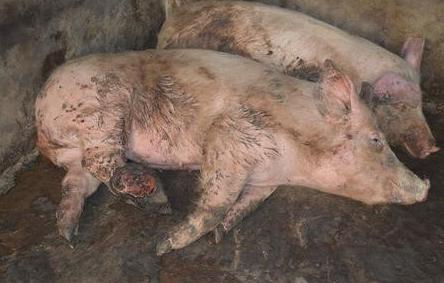 久治不愈的蹄病,烂蹄病