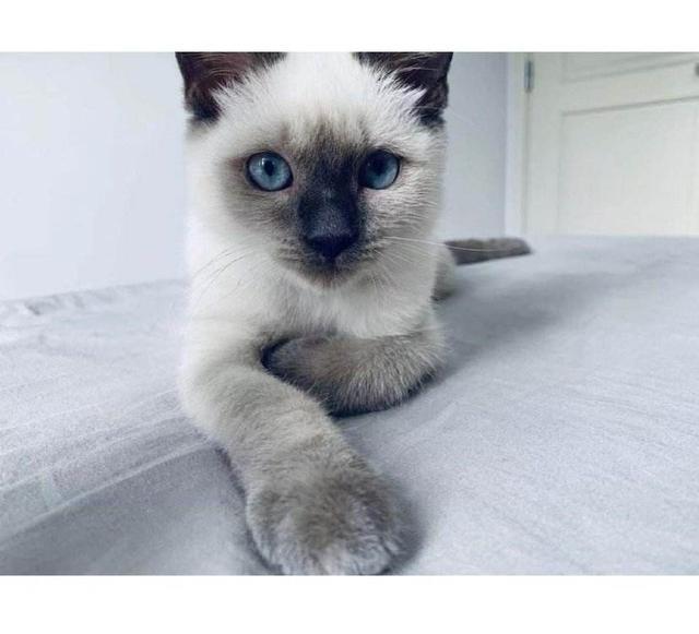 最适合12星座的猫咪,十二星座最配的猫是什么猫