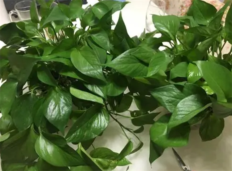 净化空气吸甲醛最好的植物有哪些,除了绿萝还有什么植物去甲醛