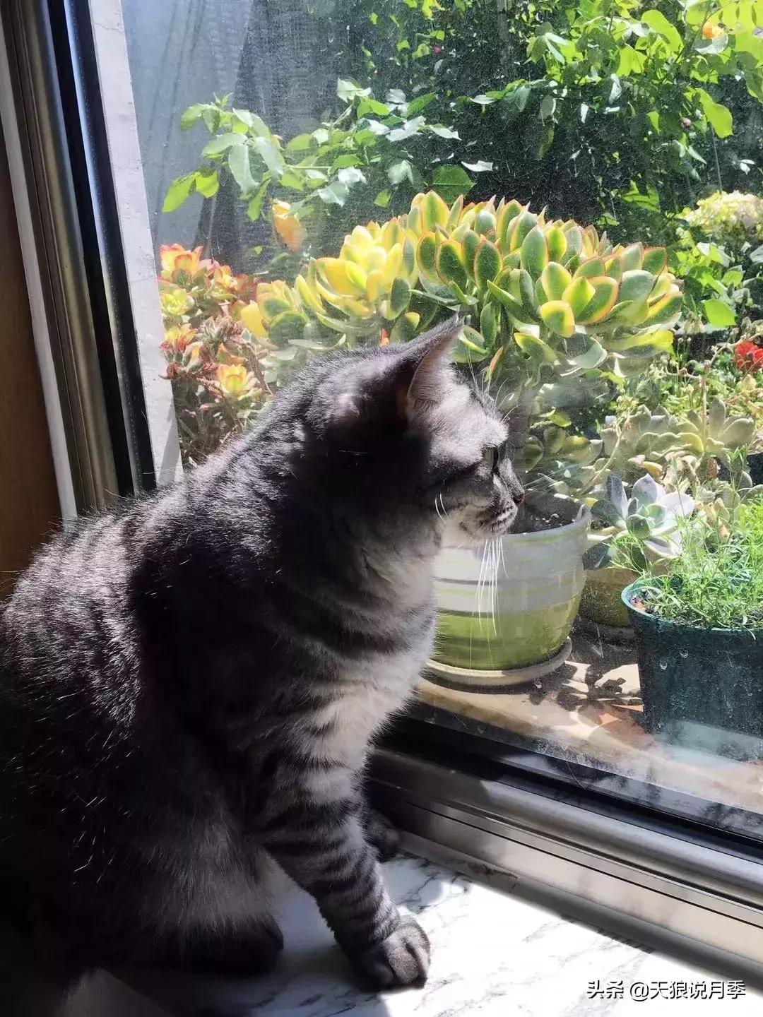 露台打造花海,她用10年改造庭院