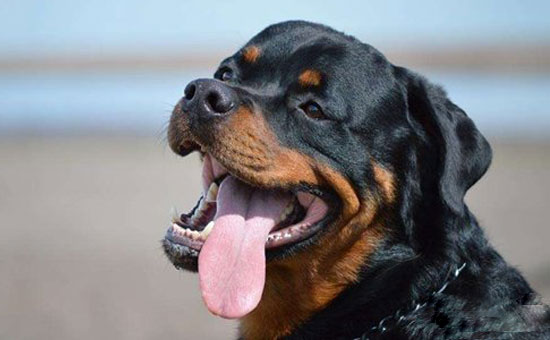 小狗夏日冰棒自制,给狗狗做酸奶冰激凌