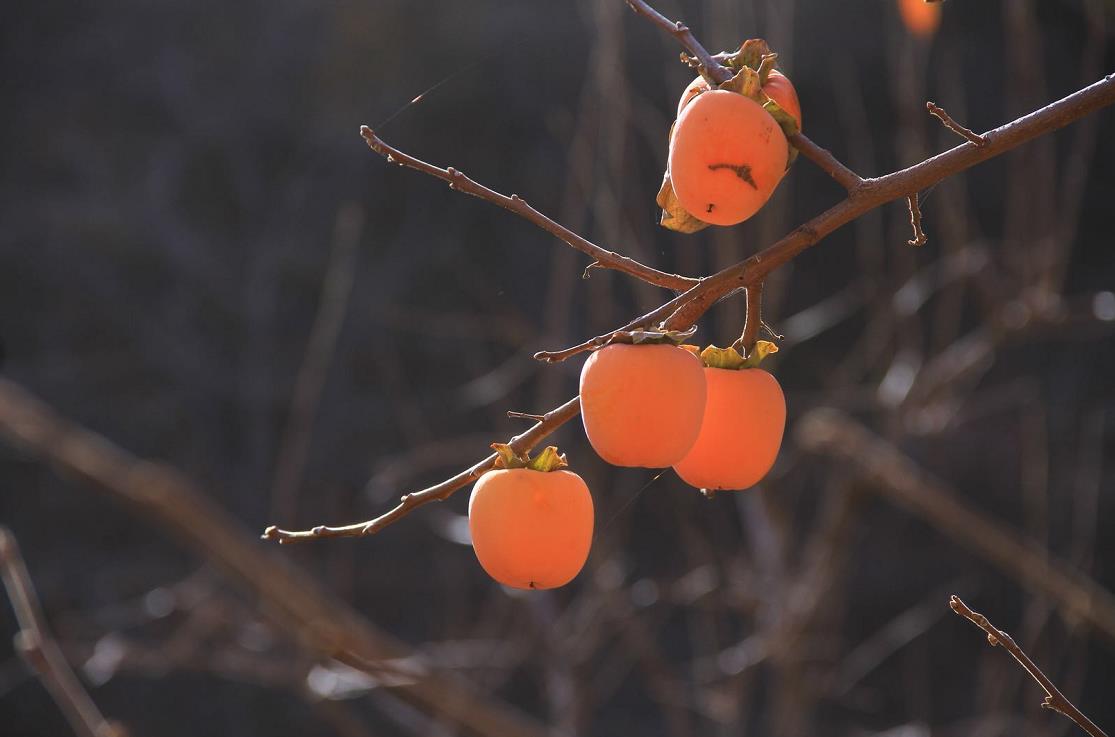 影像记录｜遇见最后一抹秋色——承德兴隆陡子峪乡蜂洞子