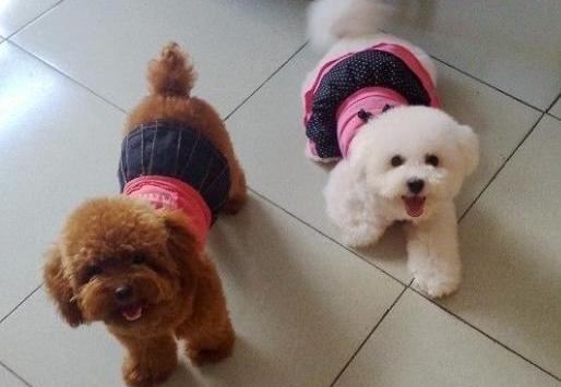 怎么训练泰迪犬才听从命令,如何训练泰迪犬的最好方法