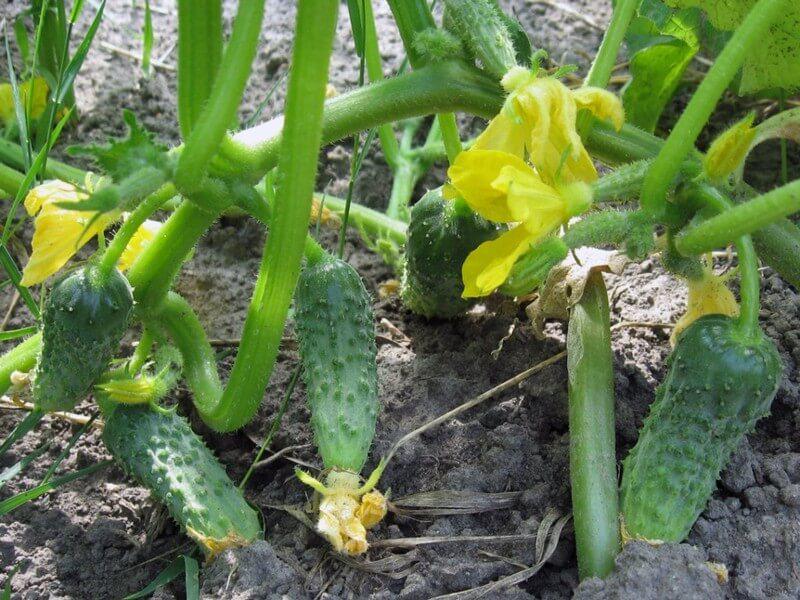 黄瓜的种类以及每种黄瓜的特征,又香又软的黄瓜品种