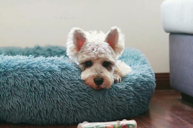 狗狗太粘人怎么办,狗狗一直喘气特别粘人是怎么回事