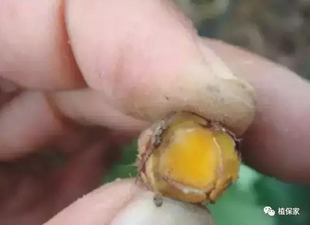 大棚草莓常见病虫害防治方法,南京地区草莓病虫害防治的现状