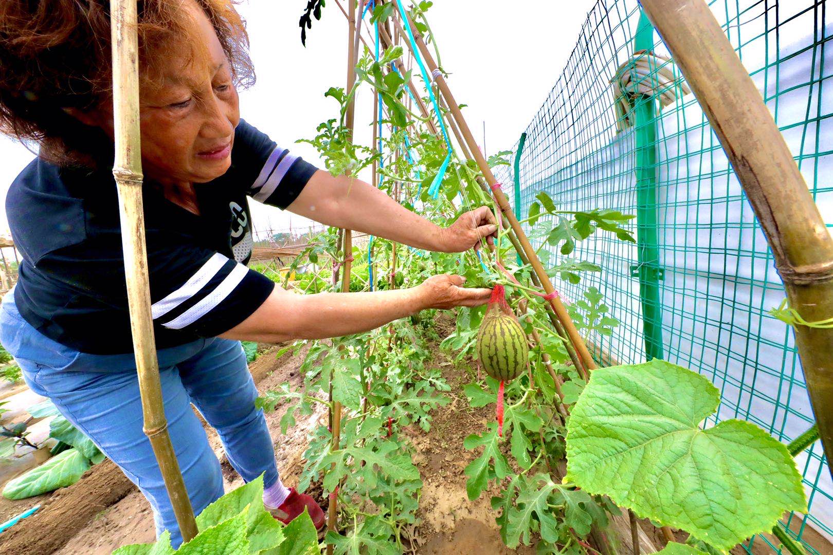 独家光影｜卢沟桥农场：打造永定河畔的观光休闲农业