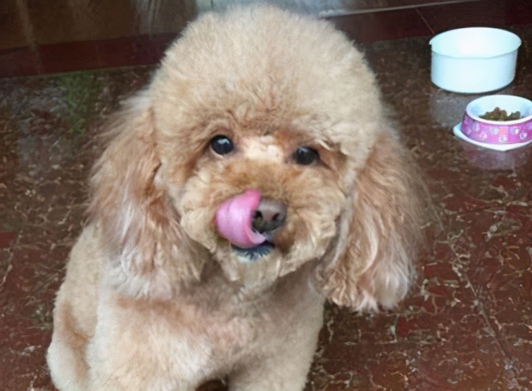 泰迪犬毛褪色怎么办,泰迪狗褪色是怎么回事