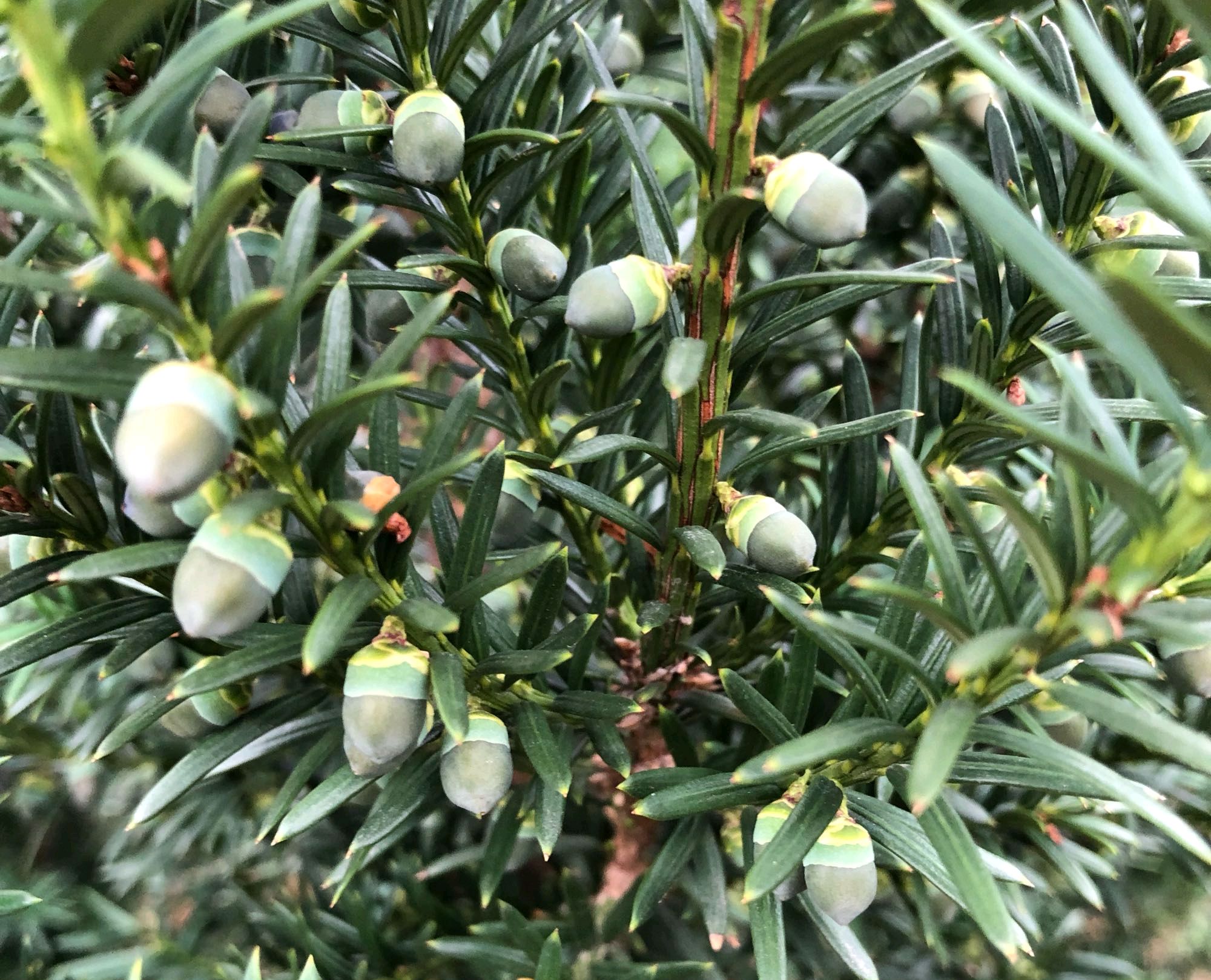 红豆杉黄叶掉叶是怎么回事,红豆杉有黄叶是什么原因