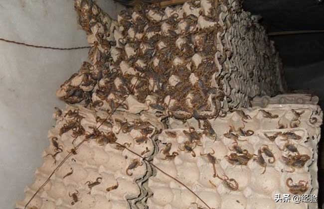 蝎子养殖技术和加盟,蝎子吃什么食物为主