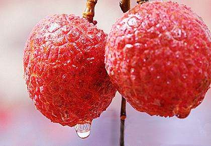 荔枝控们有多疯狂？为了阻止荔枝“自杀”费尽心机（菲李漫画）