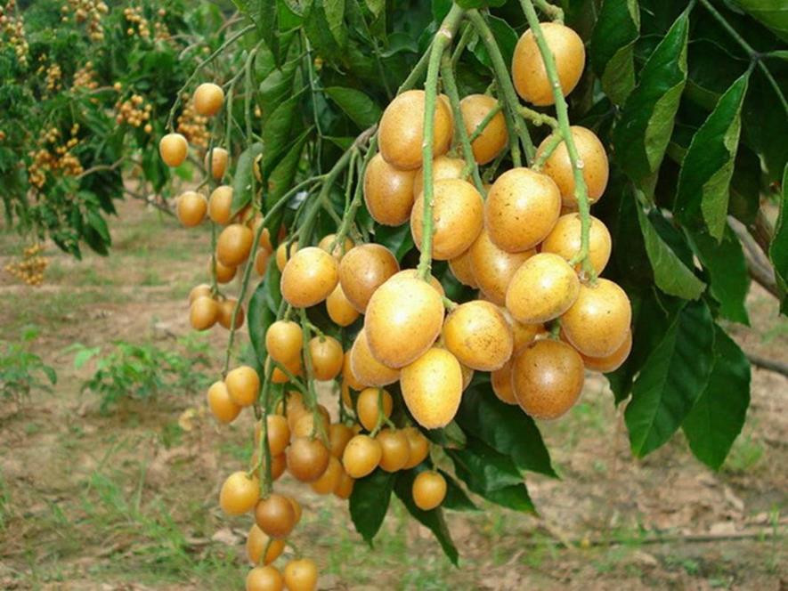 百种味道的果子,四季百种果子图片