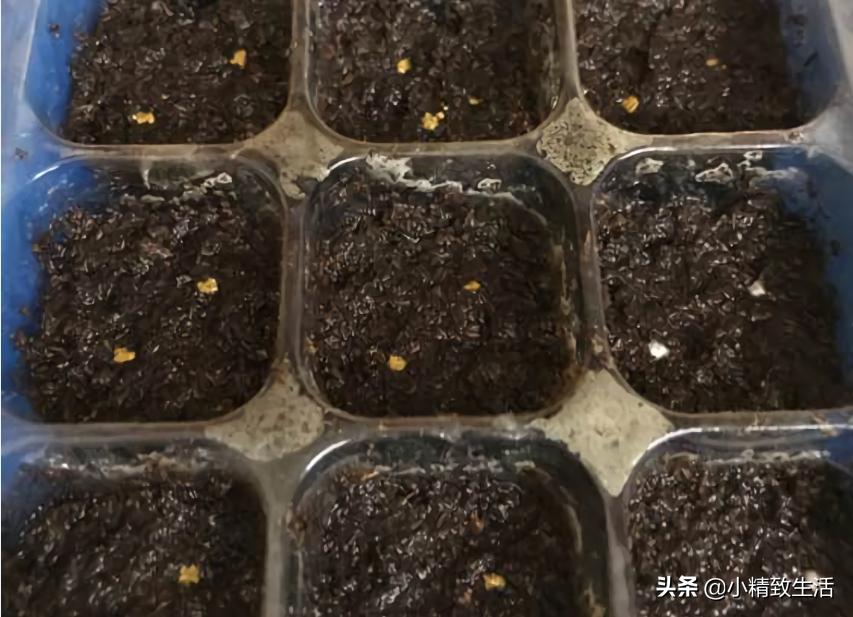 大面积花卉种子播种方法,播种盆栽需要注意哪些细节