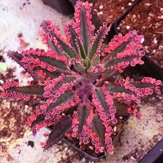 不死鸟怎么养合适,不死鸟怎么养才好看