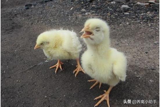 鸡咳嗽眼睛肿怎么治疗,鸡感冒流眼泪怎么治好得快