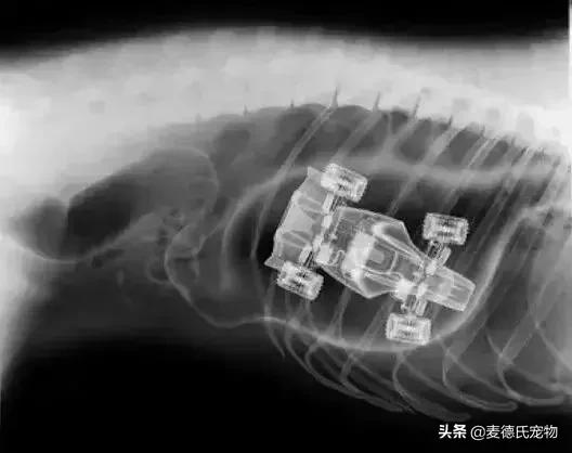 英斗不爱动正常吗,英斗懒得不想出门
