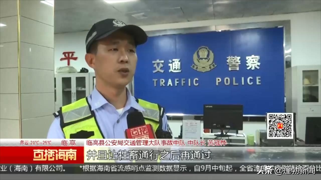 货车撞上怀孕母牛后逃逸警方已排查锁定可疑车辆