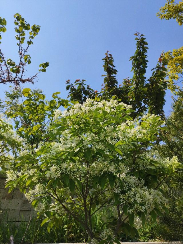 流苏的真面目,现实中的流苏