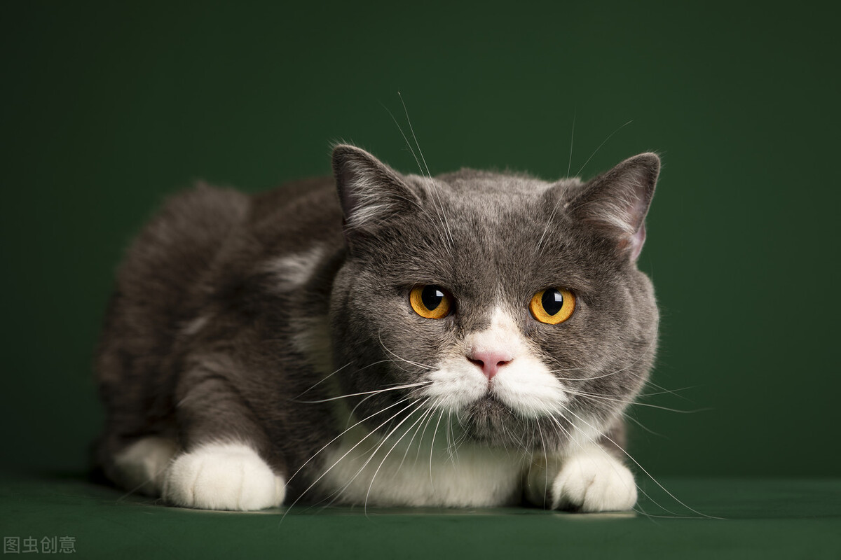 加菲猫掉毛家里怎么清理,加菲猫掉毛吃什么维生素