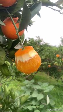 临近年关吃东西容易上火，就让这款小甜橙拯救一下