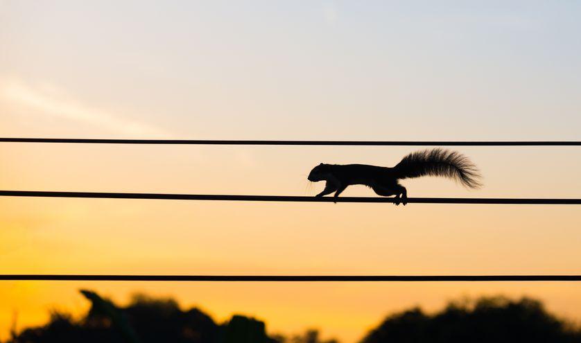 关于松鼠的描述,关于松鼠的内容简介