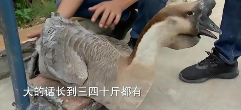 返乡创业养鹅的人,回家养鹅创业项目