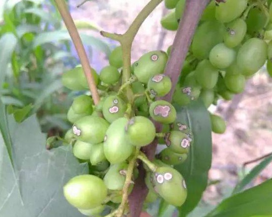 葡萄各个时期用药,葡萄重点用药时间