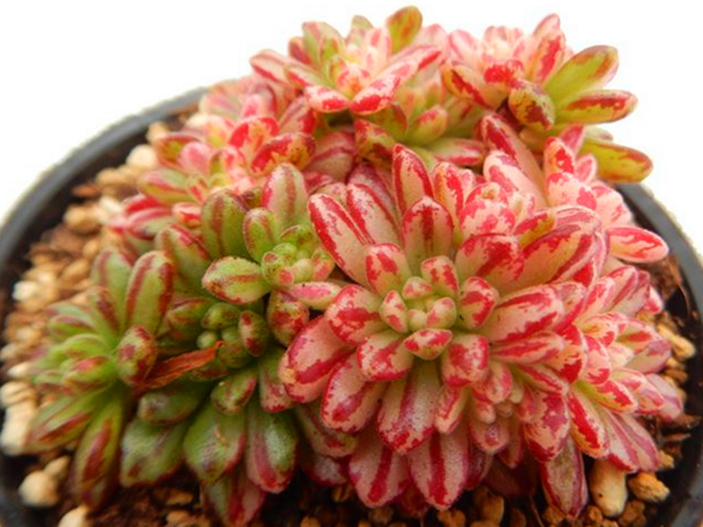 如果多肉里也有小人国，这种多肉会是其中一员，小巧可爱色彩迷人