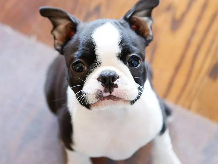 世界上最小最可爱的狗,世界上最可爱最小的狗