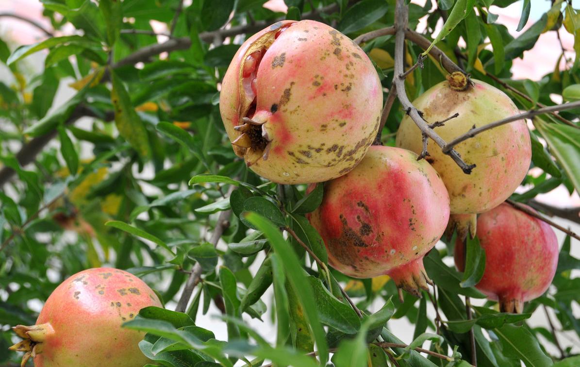 石榴开裂成“开口笑”？4点防治措施要清楚，石榴不裂果，品质佳