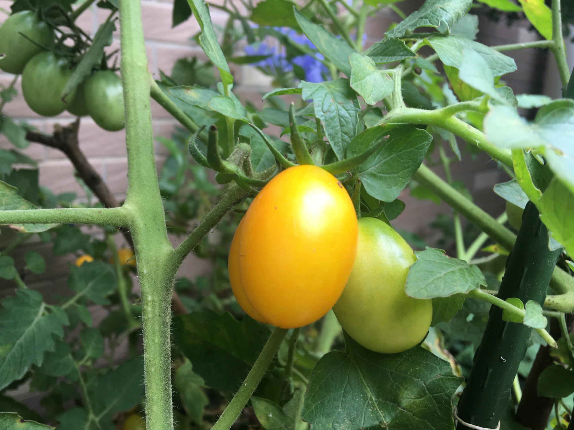 阳台养的菜苗蔫了怎么办,在阳台种的菜苗又细又高