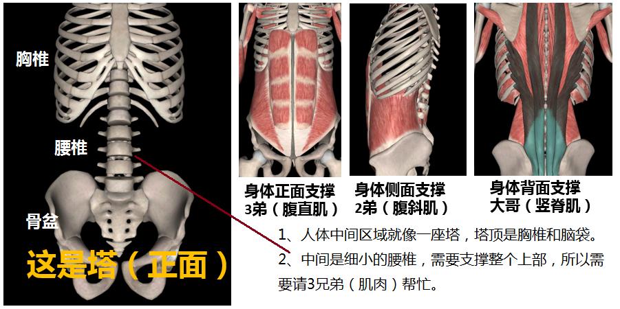 腰椎最强护卫“竖脊肌”劳损,控诉:我受伤都是我两个弟弟逼的