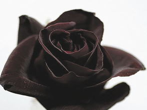 黑色的花,发光的暗夜精灵