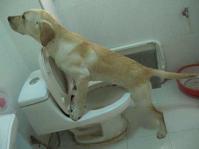 新手怎么解决狗狗乱拉乱尿的问题,怎么处理狗狗排泄问题