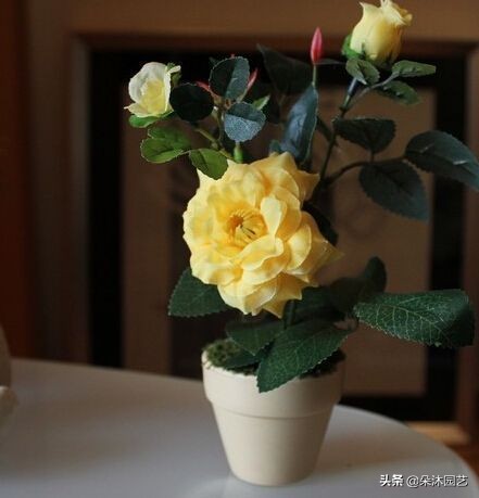 对付月季最常见的叶枯病，教你两招！