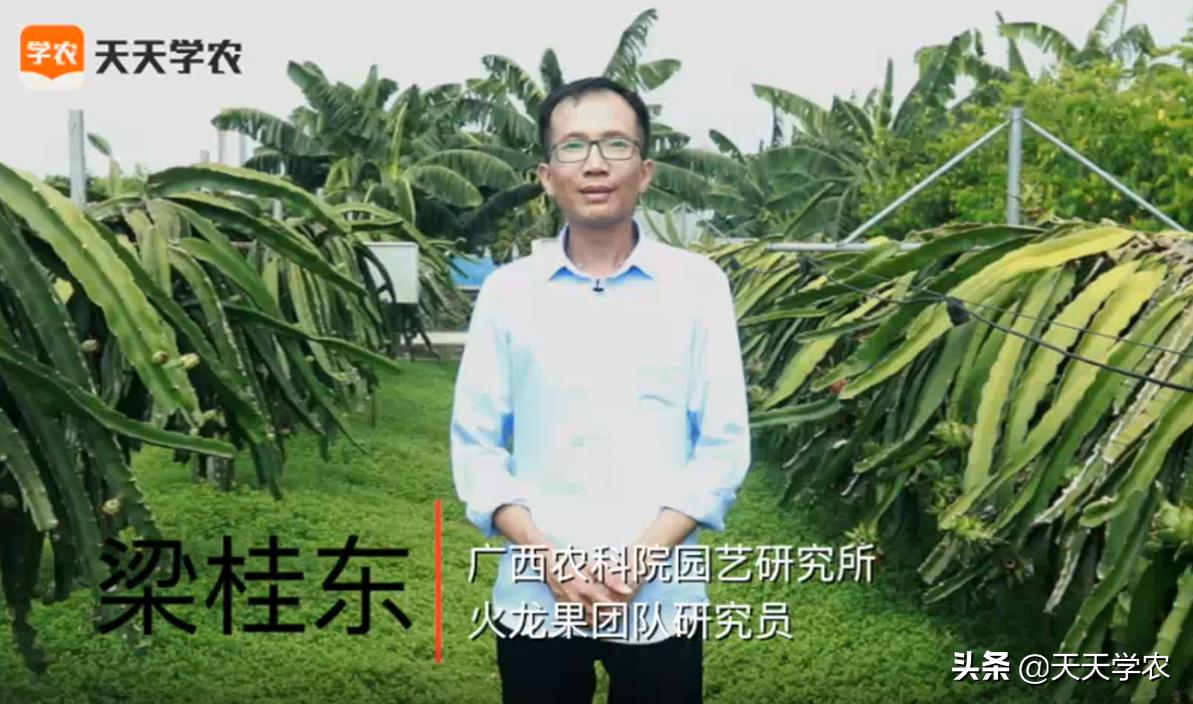 火龙果生产期8月主要农事工作,火龙果怎样避开78月高产