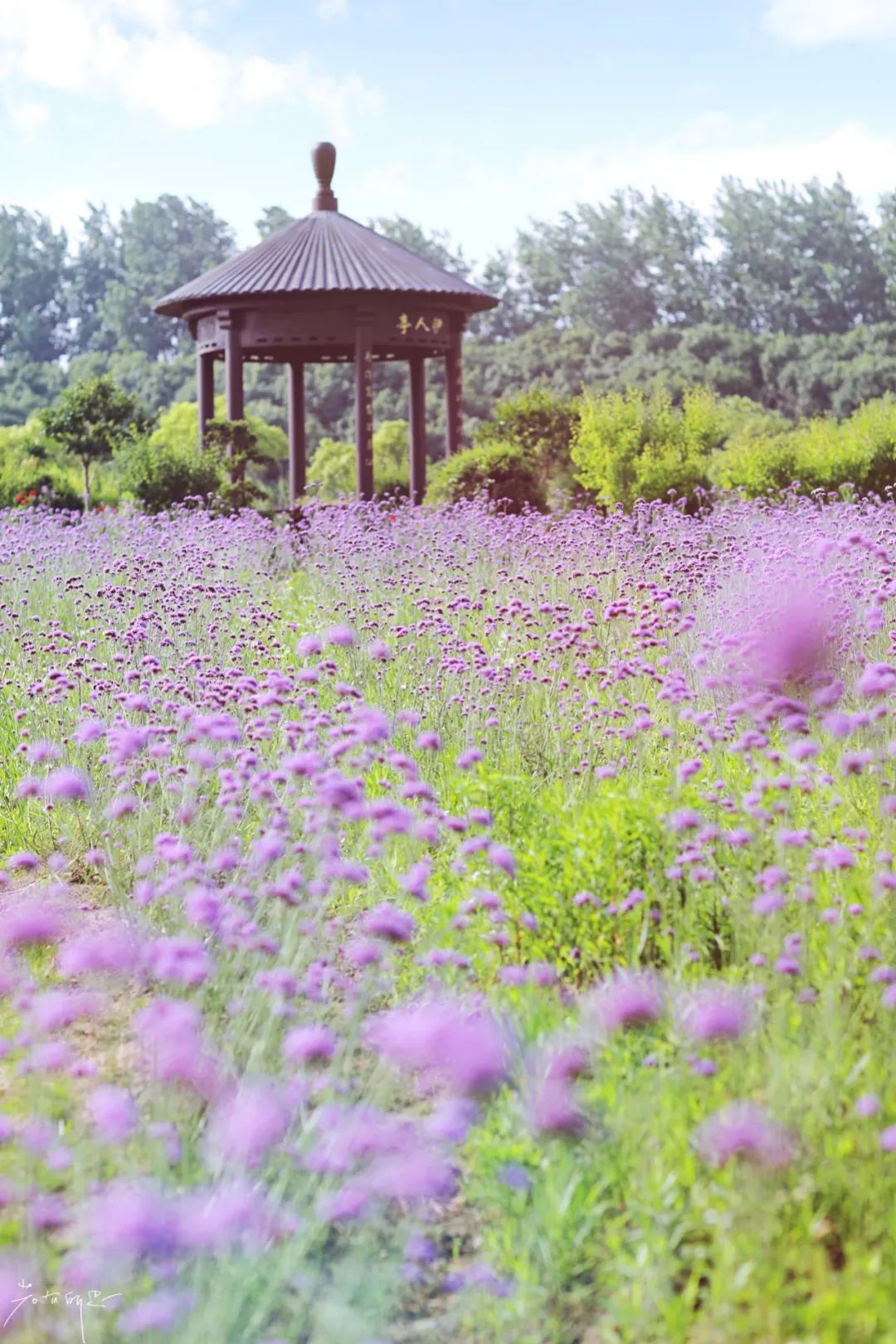 娌欏娴滈鏅尯鑺辨捣,娌欏娴滅殑绱壊鑺辨捣