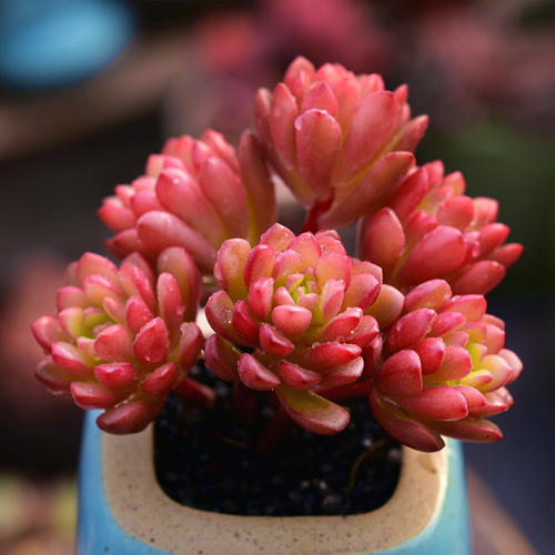 1000种多肉植物图鉴大全大图,景天科1000种多肉植物图鉴