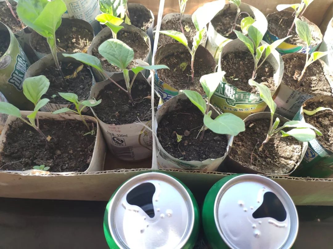 天台李子柒,大爷大妈们活的多么潇洒