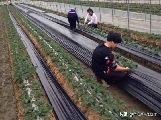 草莓铺地膜前多久不要浇水,草莓铺膜前注意什么