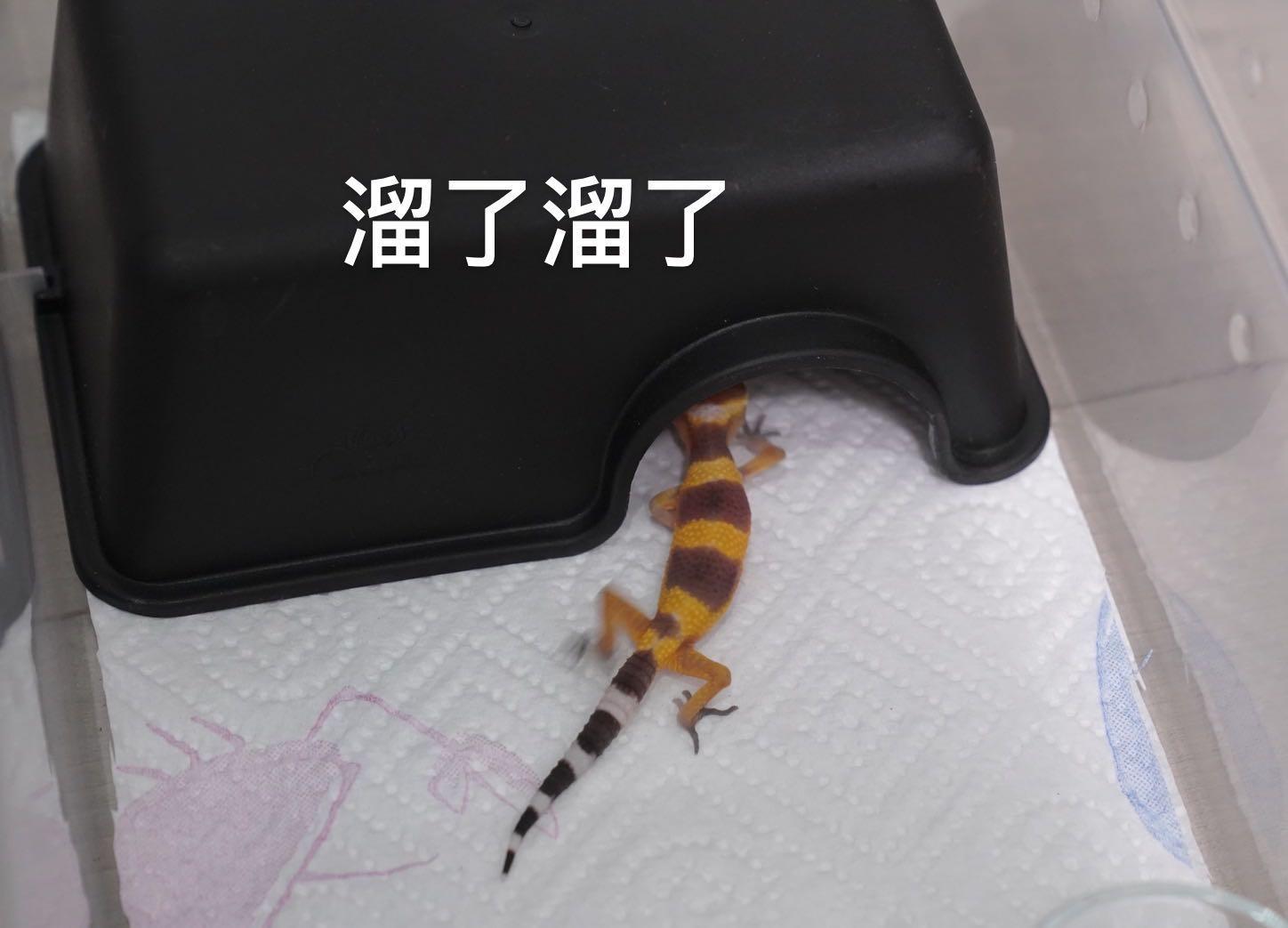 怎么养爬宠守宫,爬宠守宫怎么养